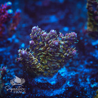 Frag 4