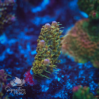 Frag 6