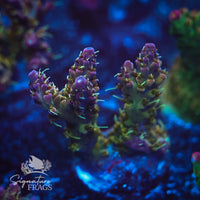 Frag 7