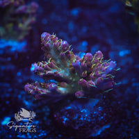 Frag 8