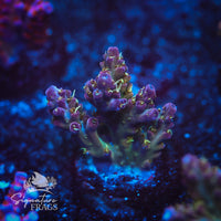 Frag 9