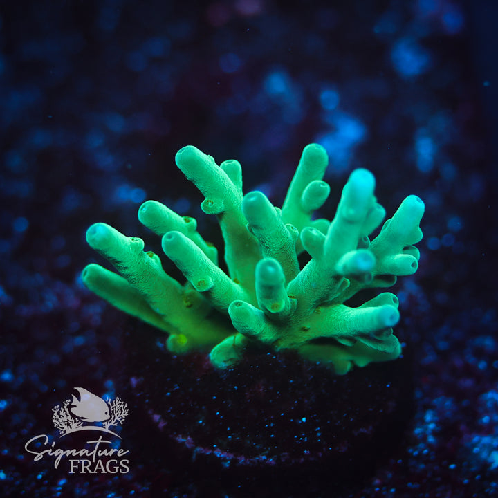Hawkins Echinata