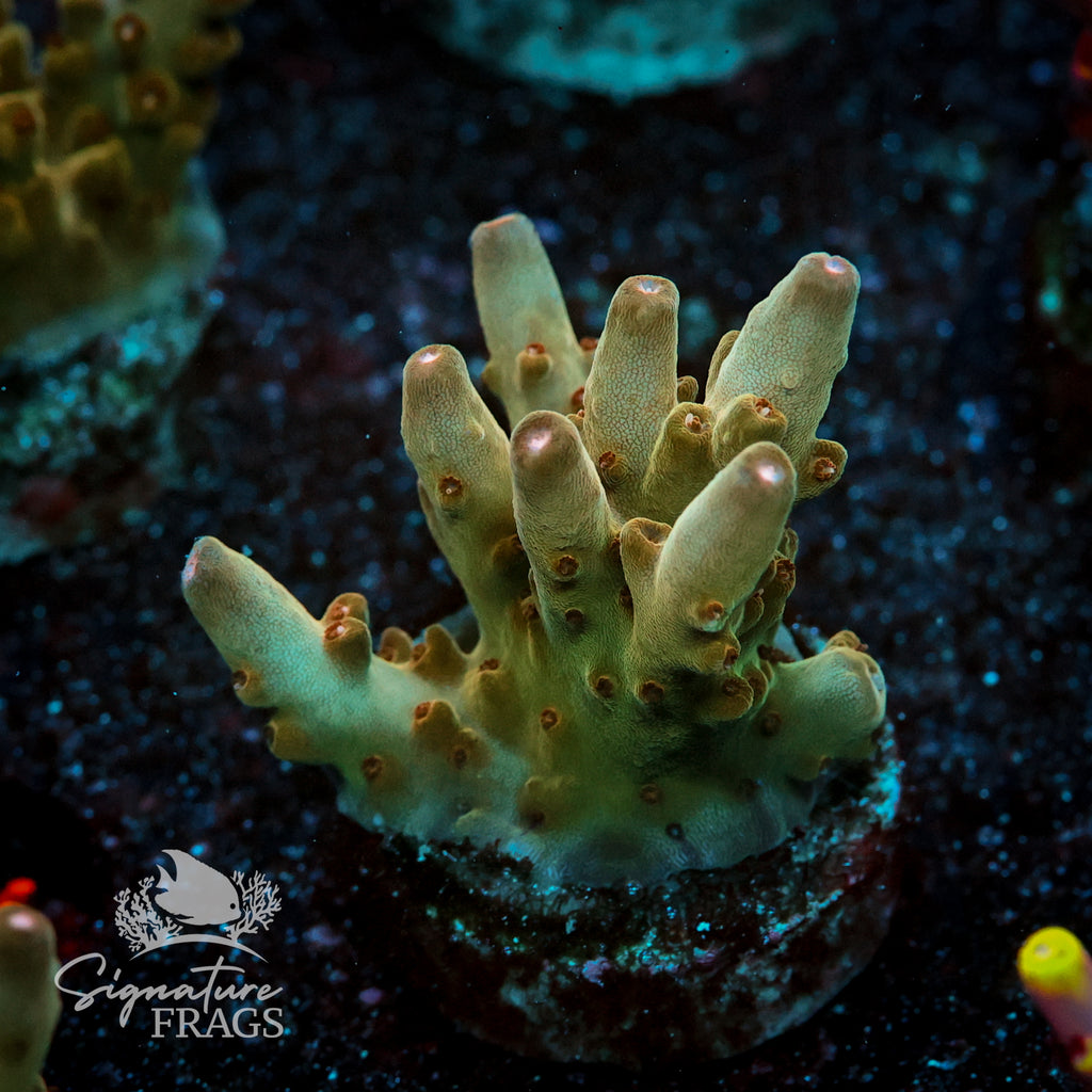 Helios Acropora WYSIWYG frag 1