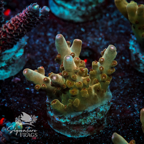 Helios Acropora WYSIWYG frag 2