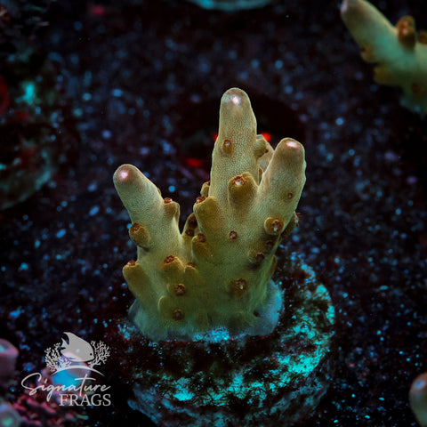 Helios Acropora WYSIWYG frag 3