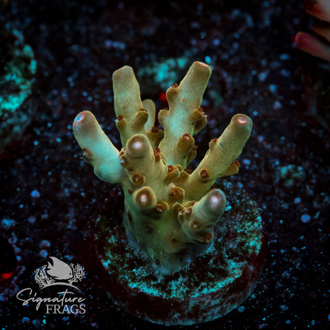 Helios Acropora WYSIWYG frag 4