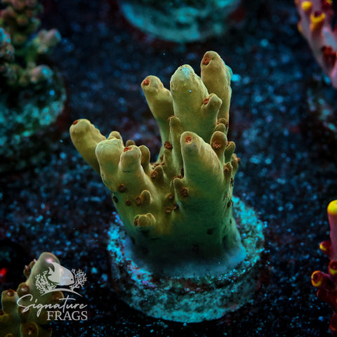 Helios Acropora WYSIWYG frag 5