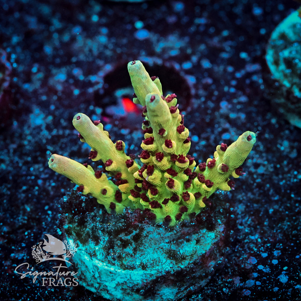 Hoochy Bebe Acropora WYSIWYG frag 1
