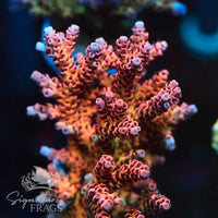Hoochy Mama Acropora Coral