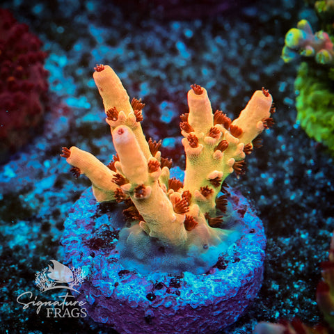 Hoochy Mama Acropora WYSIWYG frag 1