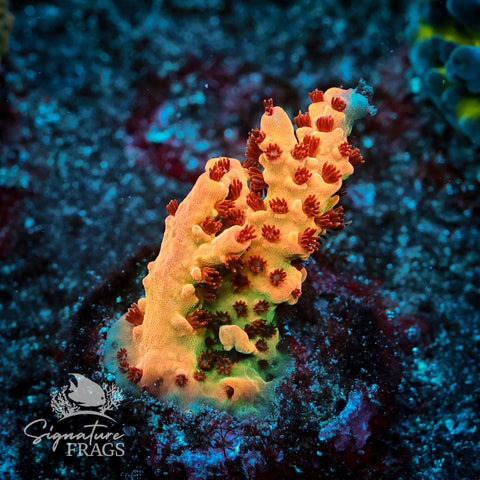 Hoochy Mama Acropora WYSIWYG frag 2