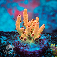 Frag 3
