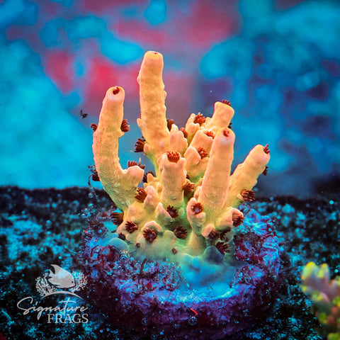 Hoochy Mama Acropora WYSIWYG frag 3