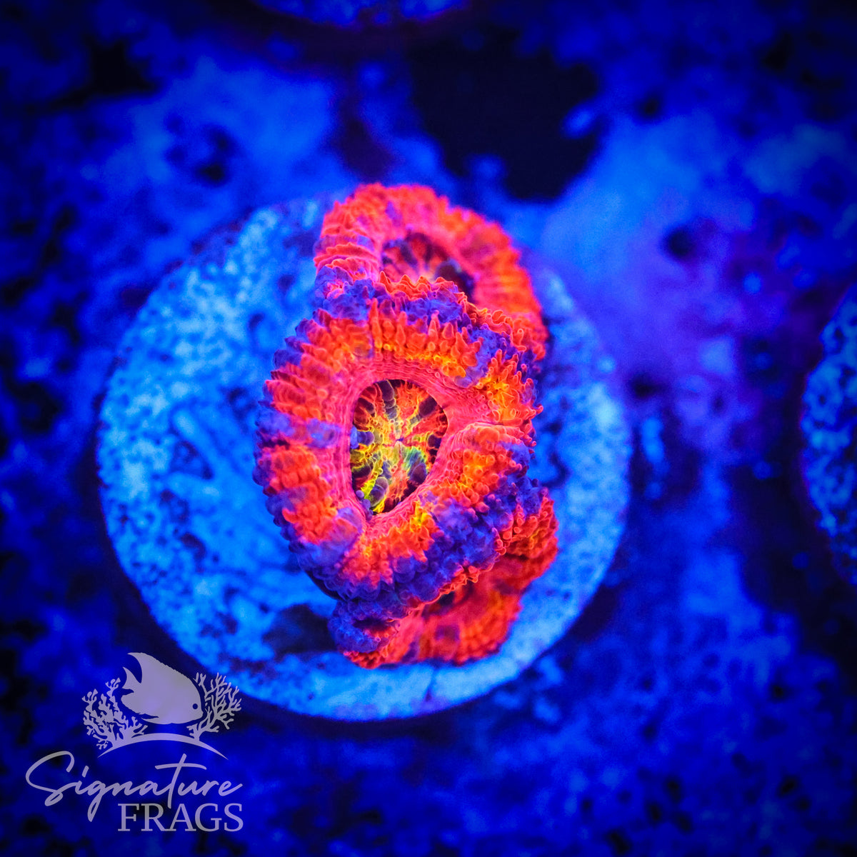 Insane Rainbow Micromussa Lord (Acan Lord)