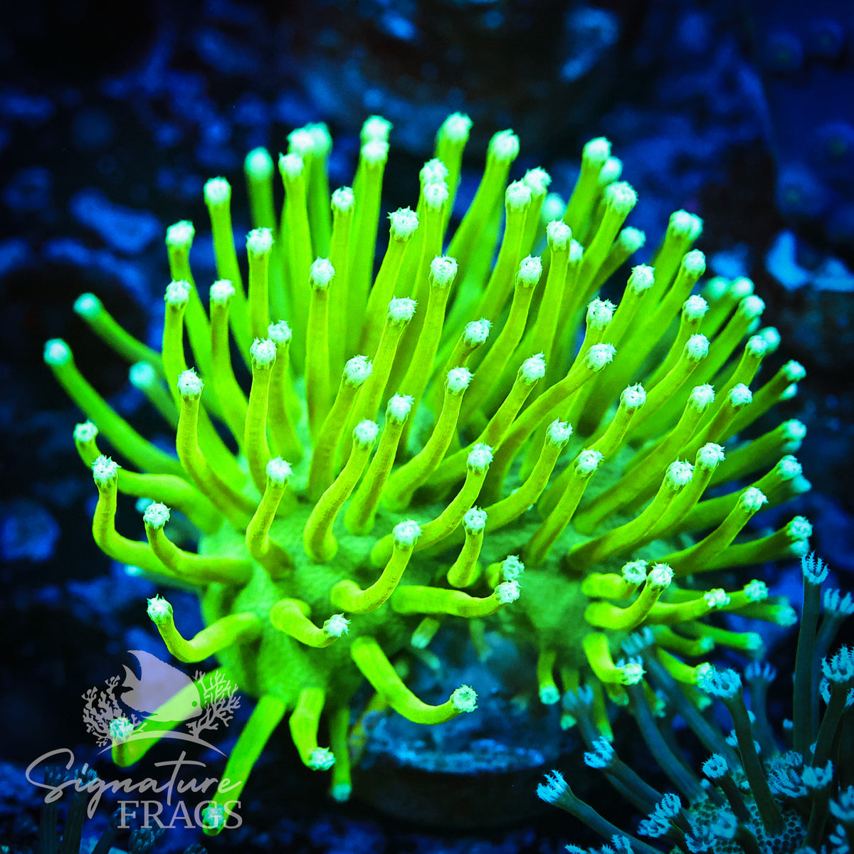 Japanese Deep Water Toadstool