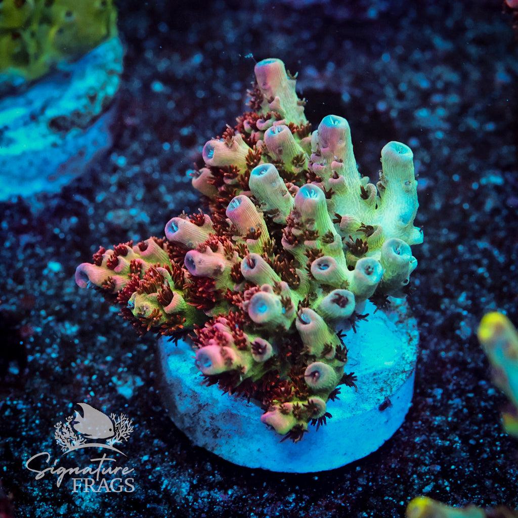 Lady P Acropora WYSIWYG frag 1