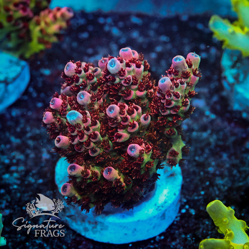Lady P Acropora WYSIWYG frag 2