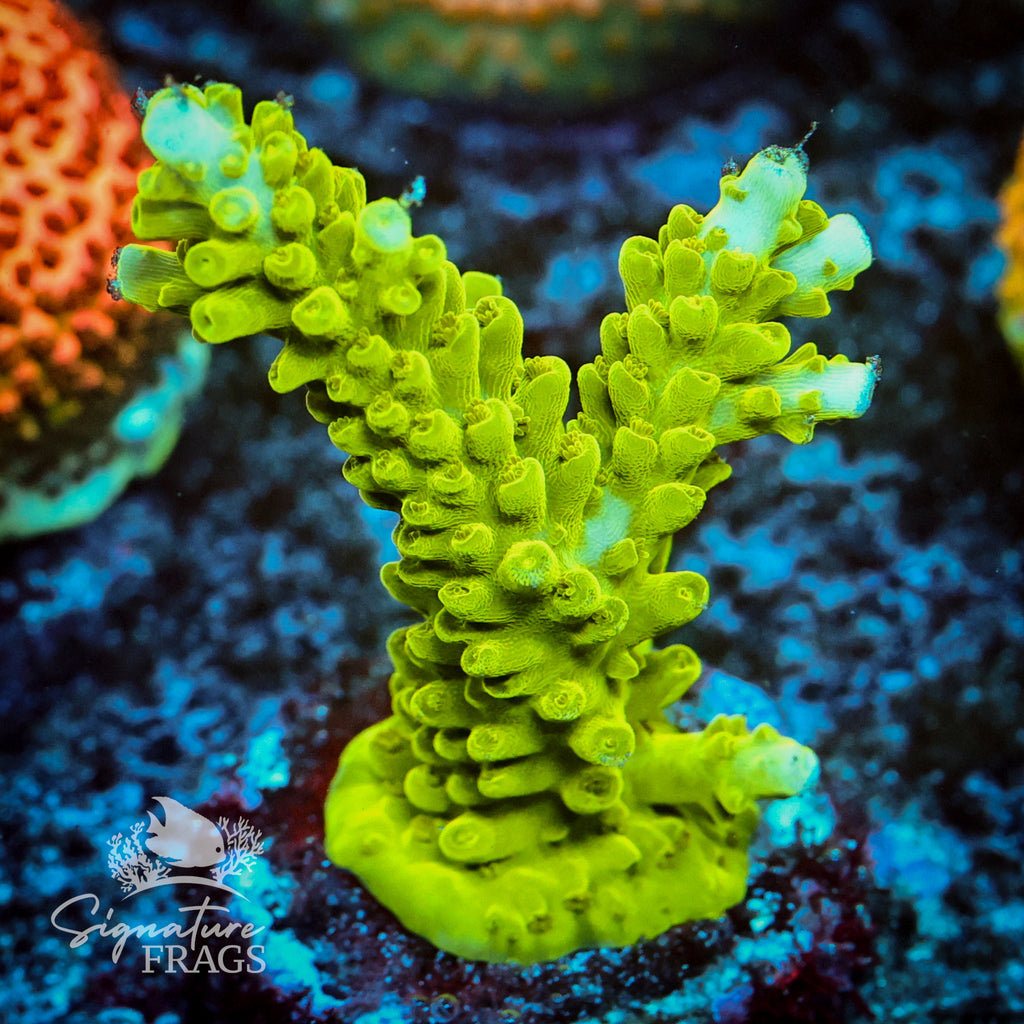 Lime In The Sky Acropora WYSIWYG frag 1