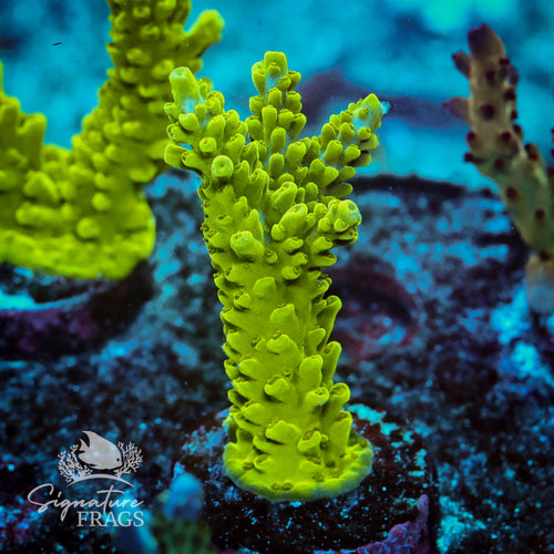 Lime In The Sky Acropora WYSIWYG frag 2
