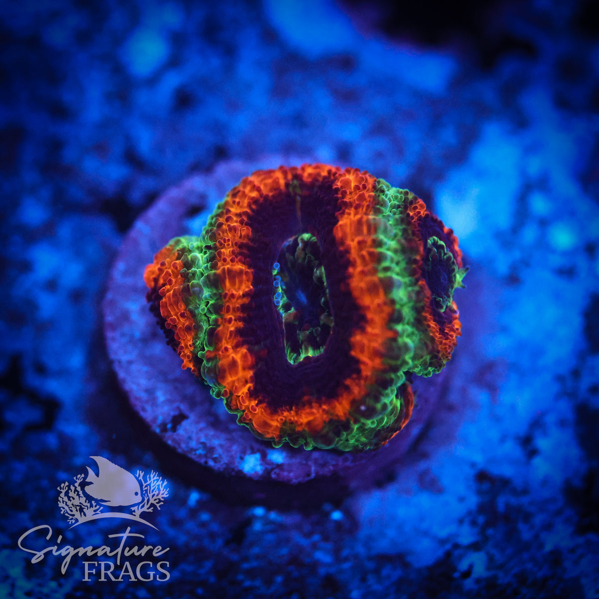 Mardi Gras Rainbow Micromussa Lord (Acan Lord)