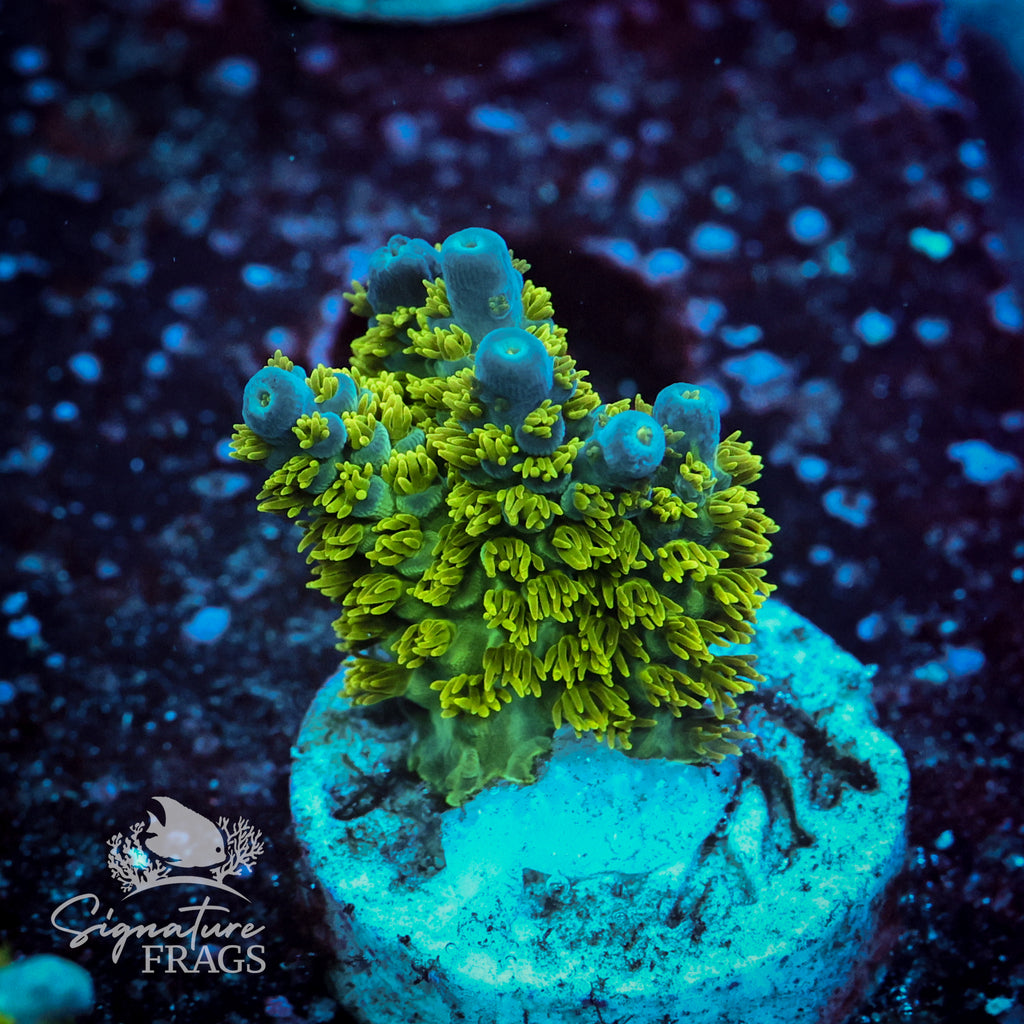Marvin the Martian Acropora WYSIWYG frag 1
