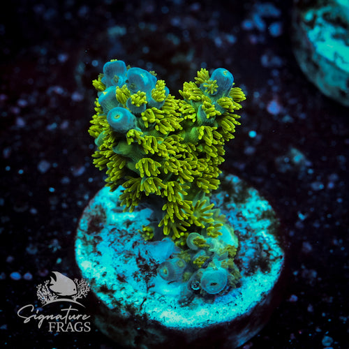 Marvin the Martian Acropora WYSIWYG frag 2