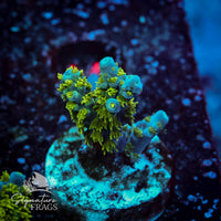 Frag 5