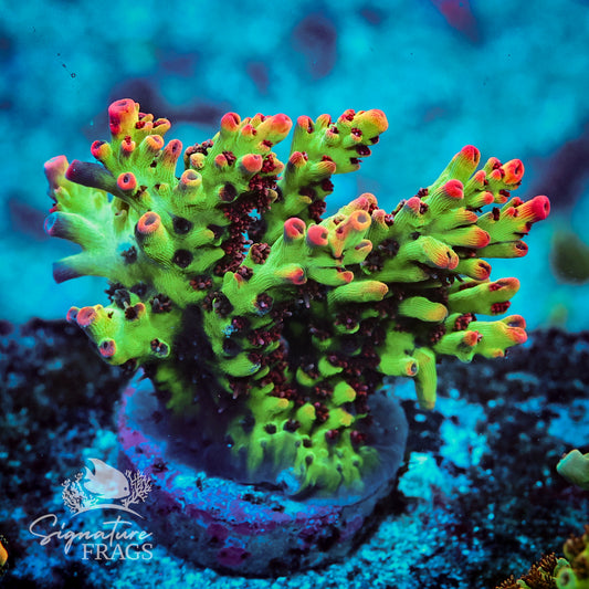 MBM Strawberry Shortcake Acropora WYSIWYG frag 1