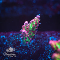 Frag 2