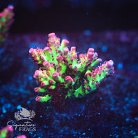 Frag 3