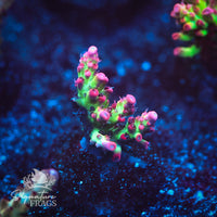 Frag 4