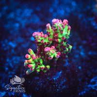 Frag 6