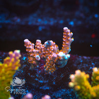 Frag 2