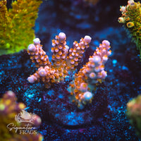 Frag 3