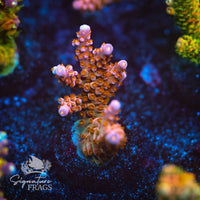 Frag 4