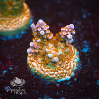 Frag 5