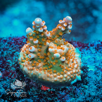 Frag 5