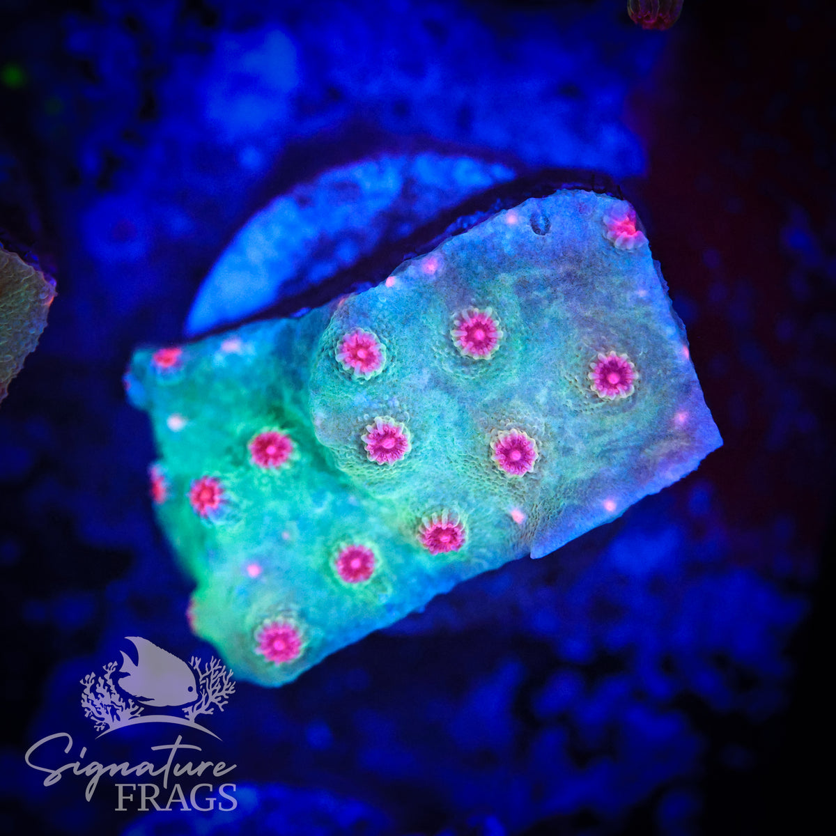 Meteor Shower Cyphastrea