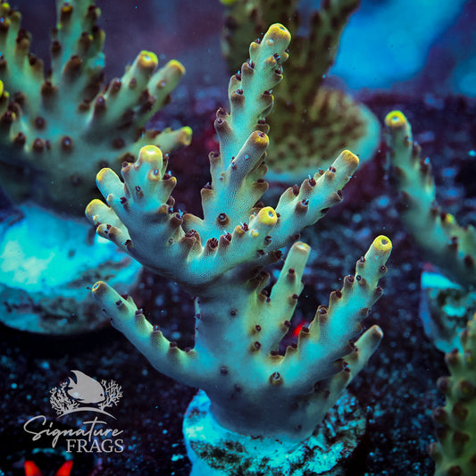 Mr Hanky Acropora WYSIWYG frag 1