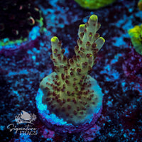 Frag 10