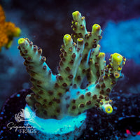 Frag 3