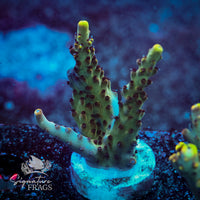Frag 4