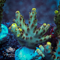 Frag 5