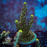 Frag 6