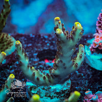Frag 7