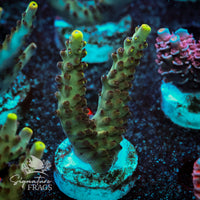 Frag 8