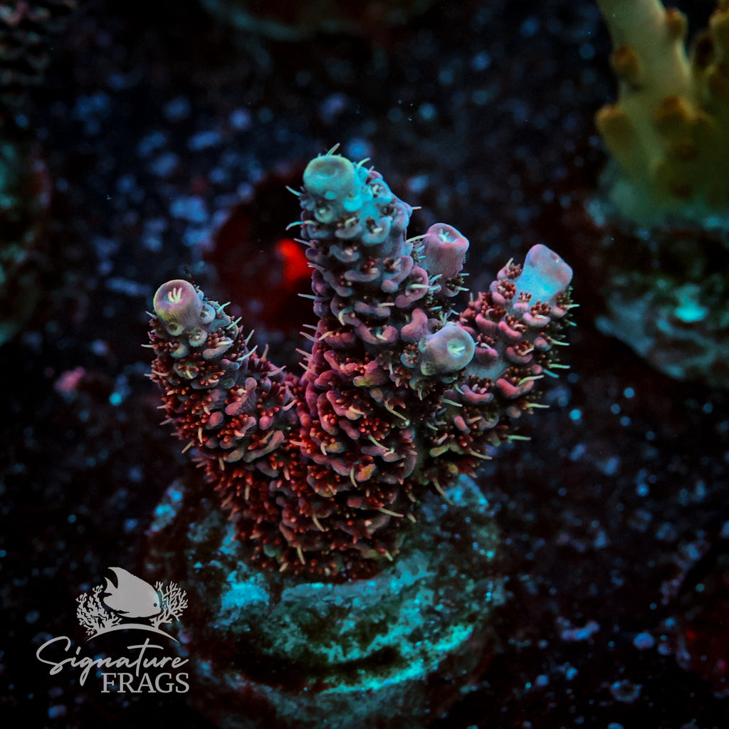 Mystique Acropora WYSIWYG frag 1