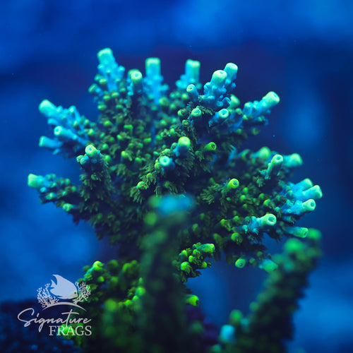Neon Corallite Navy Horrida