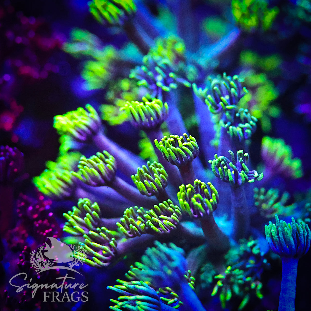 Neon Inferno Goni