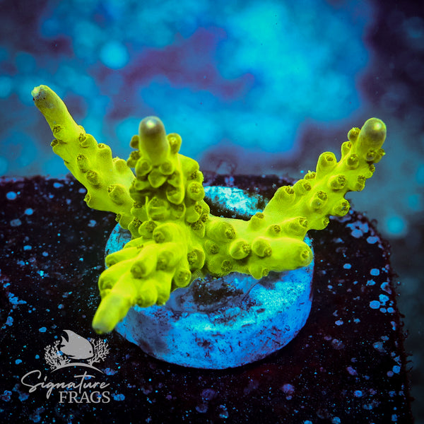 Northern Lights Acropora WYSIWYG frag 1